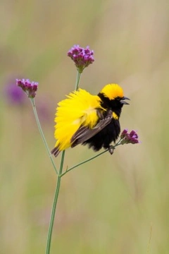 African Weavers: Care, Feeding, and Breeding Guide