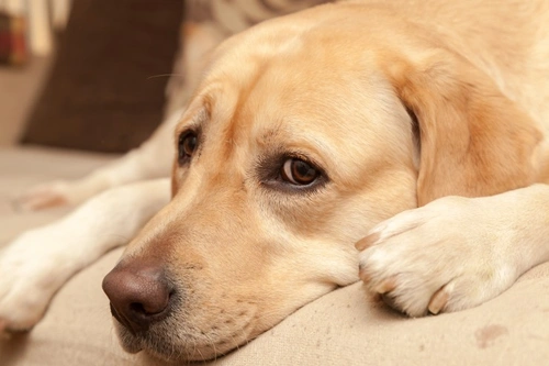 5 Maneras de Aliviar la Ansiedad de Año Nuevo en Tu Perro