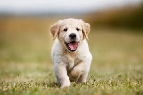 How to Teach Your Puppy Not to Bark: Step-by-Step Guide