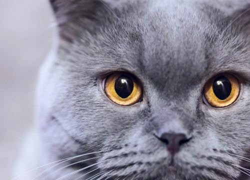 Understanding the Senses of Cats: A Comprehensive Guide
