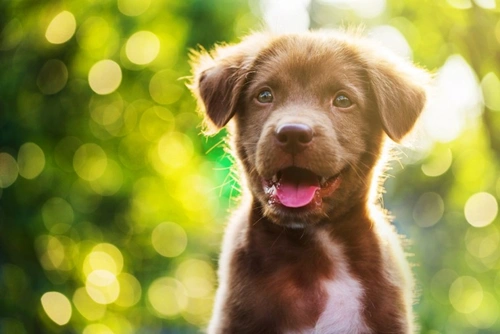 5 mitos sobre el entrenamiento de cachorros que debes dejar de creer