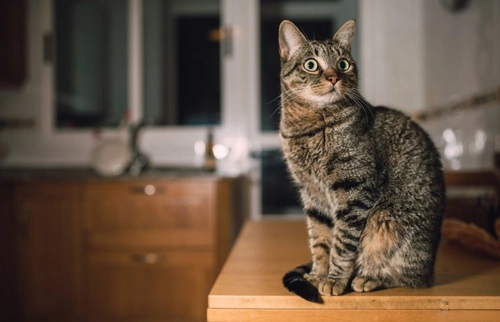 How to Keep Your Cat Off Worktops and Counters