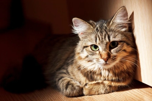 Cats and Vomiting: Common Causes and When to See a Vet