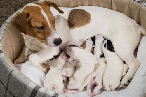 Why Does My Dog Carry Her Puppies in Her Mouth?
