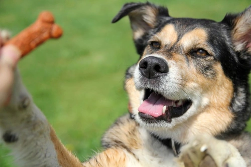 5 errores comunes que molestan a tu perro y cómo evitarlos