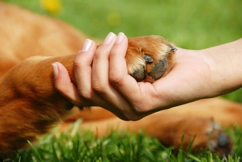 A Guide to Dogs for Non Dog Lovers: Safe Tips & Insights