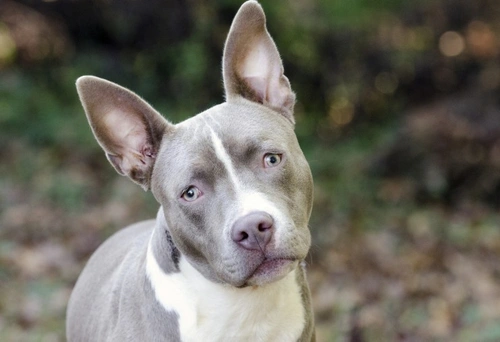 UK Government Inquiry Updates Dangerous Dogs Act in 2025