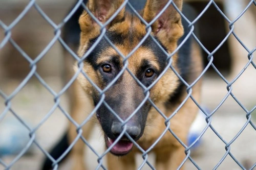 5 Good Reasons to Sponsor a Dog in the UK