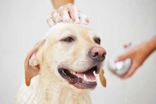 Cómo tratar eficazmente la caspa en tu perro