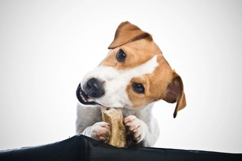 The dos and donts of giving treats to dogs