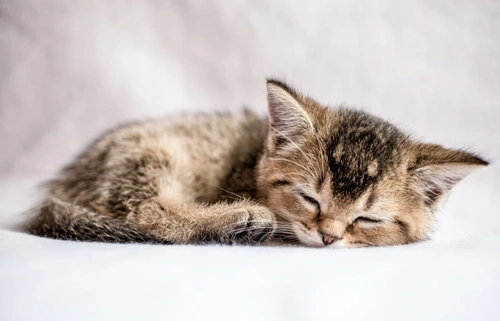 Should I Get a Cat? Key Considerations for New Owners
