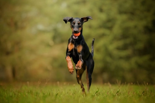 5 Key Things to Know Before Owning a UK Guarding Dog Breed