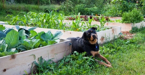 Organic Pet Food: Benefits, Myths & How to Choose