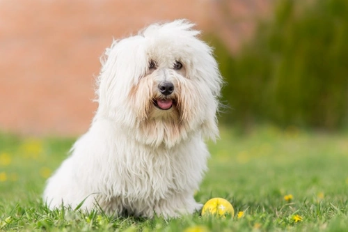 10 Essential Facts About Coton de Tulear Dogs Before Purchase