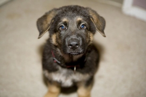 Useful Tips for New Dog Owners: Essential Guide