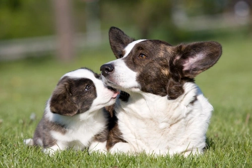 Why a Puppy With Correct Pedigree May Be Refused KC Registration