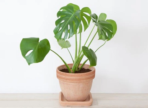 monstera variegata vergrünt Monstera deliciosa 'variegata' – Jungle Leaves