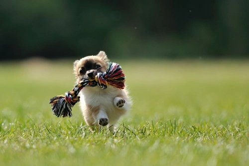 Why Dogs Love Tug Toys: Instincts, Play & Safety Tips