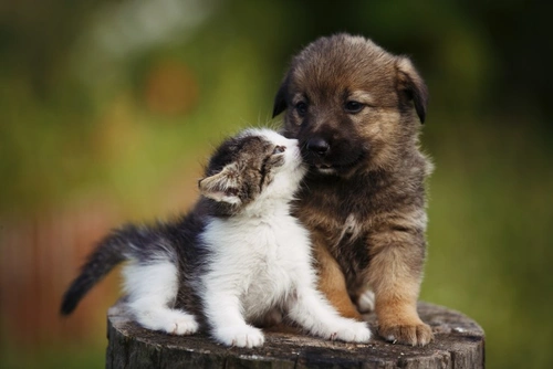 Are Pet Health Plans from Vets Worth the Money?