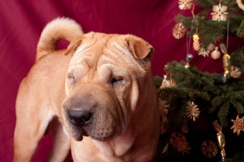 Plantas de Navidad y seguridad para perros: consejos clave