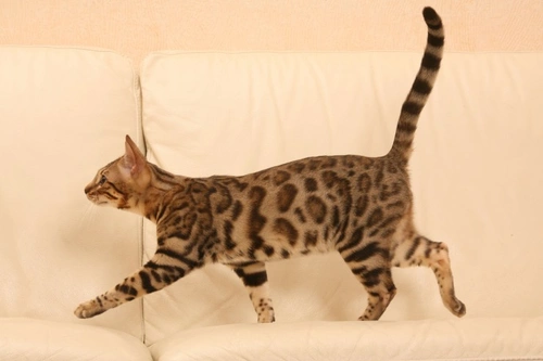 Cats and spinal injuries: Causes, symptoms and treatment