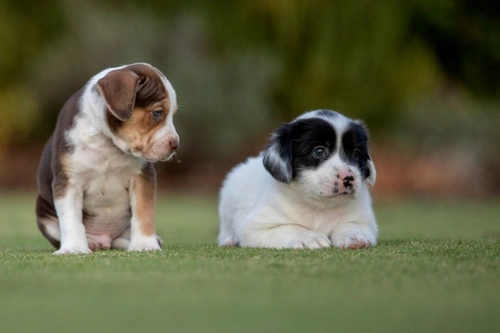 Puppy ‘Teenage’ Phase Explained: UK Research & Key Signs