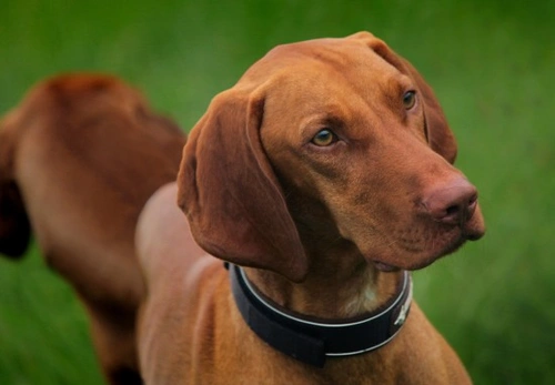 Hungarian Vizsla Temperament and Training Guide