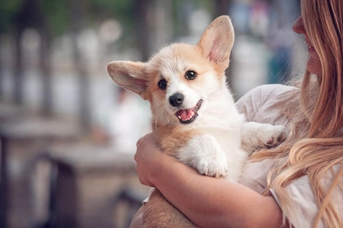 Dogs and salt poisoning: Recognise symptoms & avoid risk