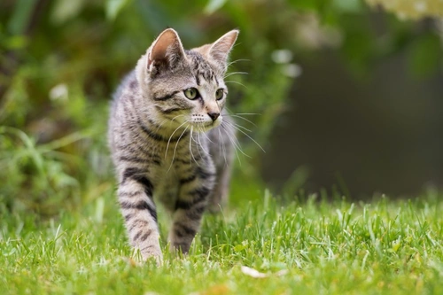 Rickettsial Infection in Cats: Causes, Symptoms & Prevention