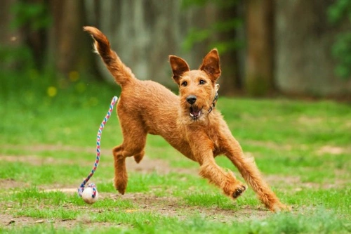 Cinco de las mejores razas de perros irlandeses para conocer en 2025