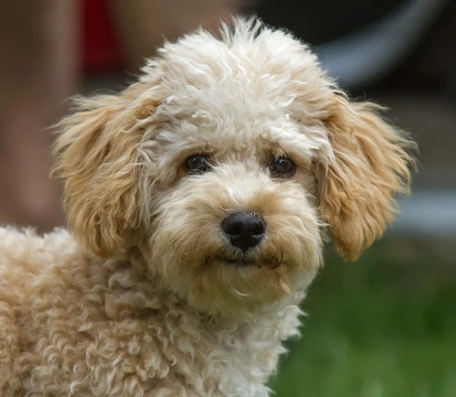Popular Hybrid Dog Types in the UK: Top 5 Crossbreeds 2025