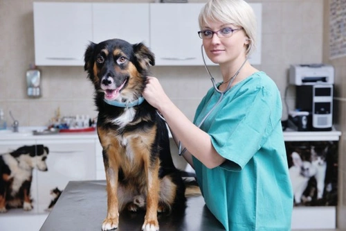 Colitis en Perros: Guía de Síntomas, Causas y Tratamientos
