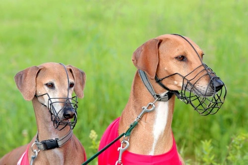 Cómo entrenar a tu perro para usar un bozal con seguridad