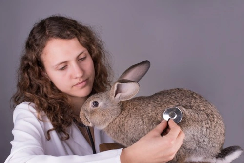 Viral Haemorrhagic Disease in Rabbits: Prevention & Care Guide