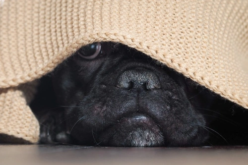 Do dogs get scared watching horror movies?