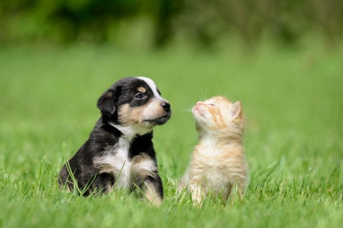 Do All Cats Hate Dogs? Understanding Cat & Dog Relationships