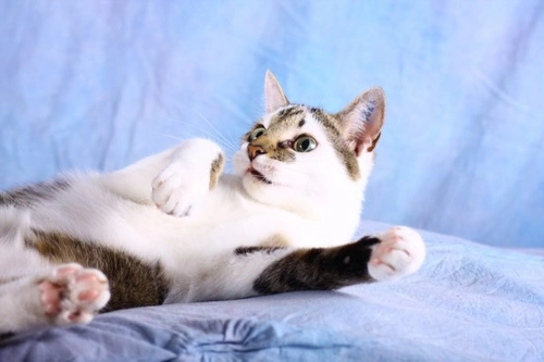 Cat Behaviour Explained: Understanding Your Feline Friend