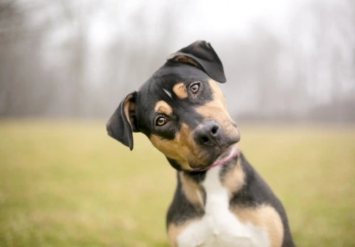 Complete Guide to Canine IBS in Dogs: UK Diagnosis & Care 2025
