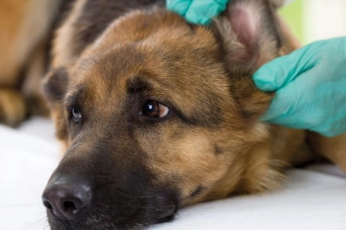 Dog Ear Canker: Causes, Symptoms and Effective Treatment