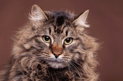 Leucopenia en gatos: causas, síntomas y cuidados