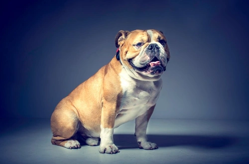 Oligodendroglioma en Perros: Síntomas, Diagnóstico y Tratamiento