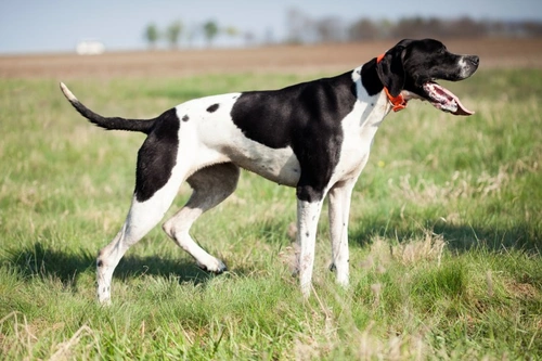 Gout in Pointer Dogs: Causes, Symptoms & Treatment
