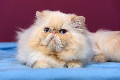 Cryptorchidism in Cats: Causes, Diagnosis & Treatment