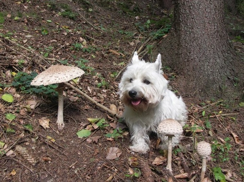 Mushroom Poisoning in Dogs: Symptoms, Dangers, and Treatment