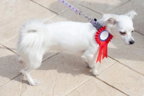 Preparar a tu perro para su primera exposición de razas: Guía paso a paso
