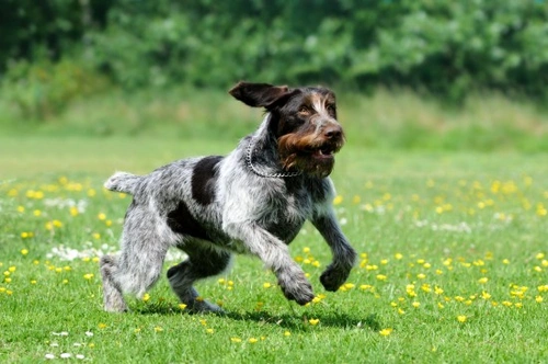 Calming down a hyperactive dog: Effective tips and training