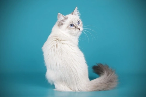 Vitamina B12 para gatos: detectar déficit y mejorar su aporte
