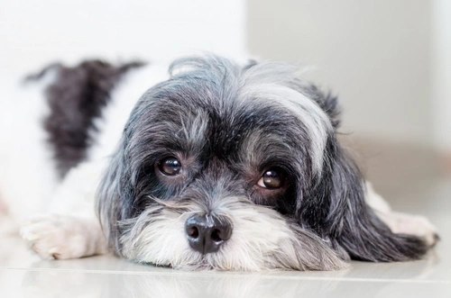 Top 10 Symptoms of Diabetes in Dogs You Should Know