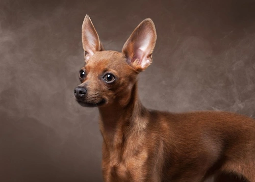 Smoking around your dog increases risk of canine lung cancer
