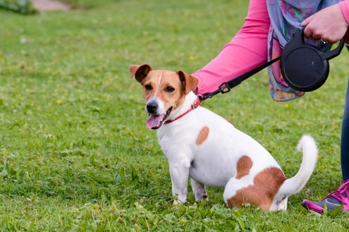 Top reasons for blood in your dog’s urine you should know